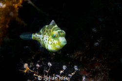 Juvenile mimic filefish by Julian Hsu 